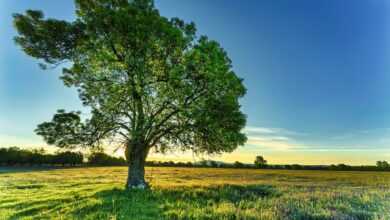 tree, sunrise, field