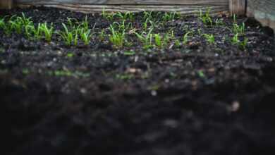 green leafed plants on black soil at daytime