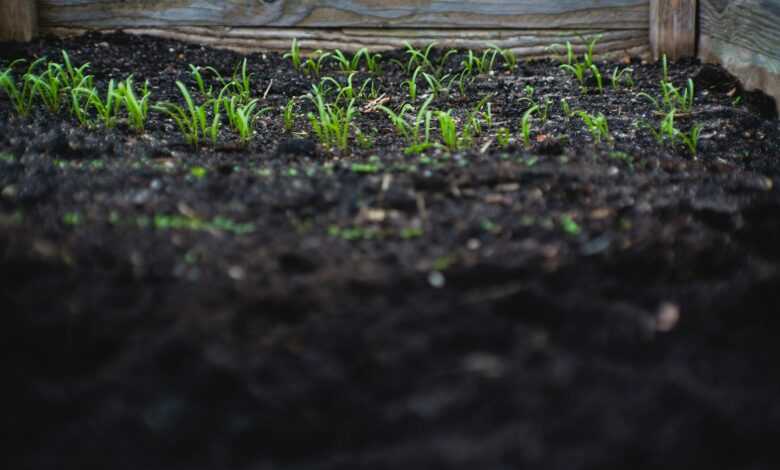 green leafed plants on black soil at daytime