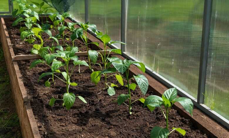 pepper, paprika, seedling, landing, foliage, greenhouse, vegetables, spring, nature, garden, village, seedling, greenhouse, greenhouse, greenhouse, greenhouse, greenhouse