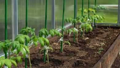 tomatoes, seedling, greenhouse