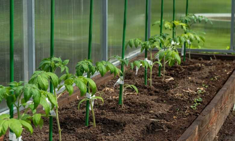 tomatoes, seedling, greenhouse