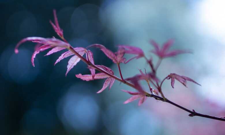 leaves, tree, branch, green, nature, garden, maple, japanese maple, leaves, leaves, leaves, tree, branch, branch, branch, green, green, green, nature, garden, garden, garden, garden, garden, maple, japanese maple, japanese maple