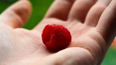 fruit, raspberry, ripe raspberry