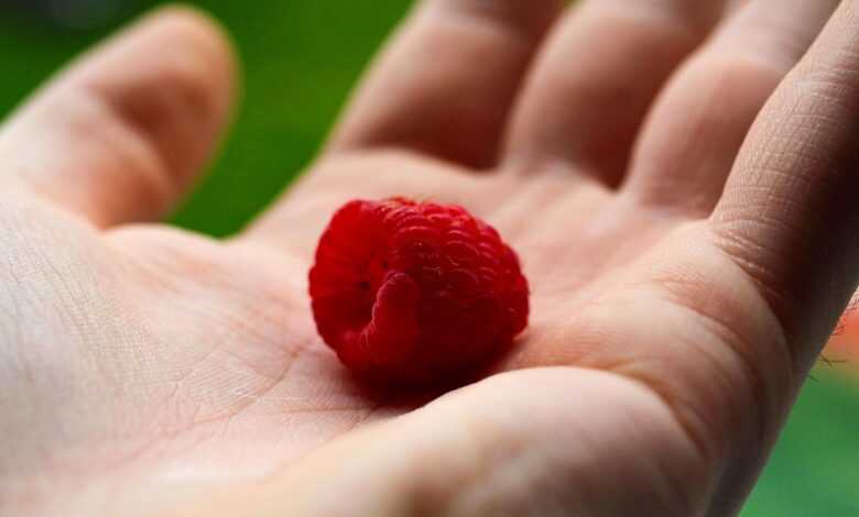 fruit, raspberry, ripe raspberry