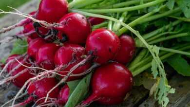 radish, vegetables, garden