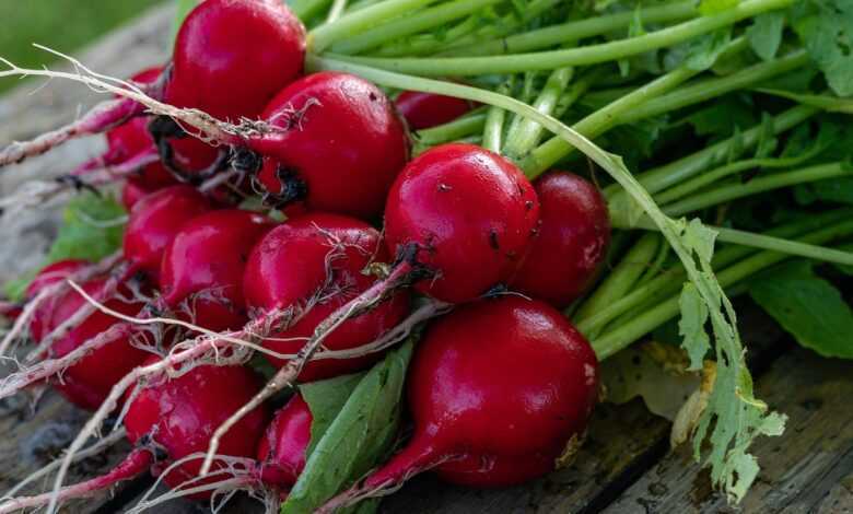 radish, vegetables, garden