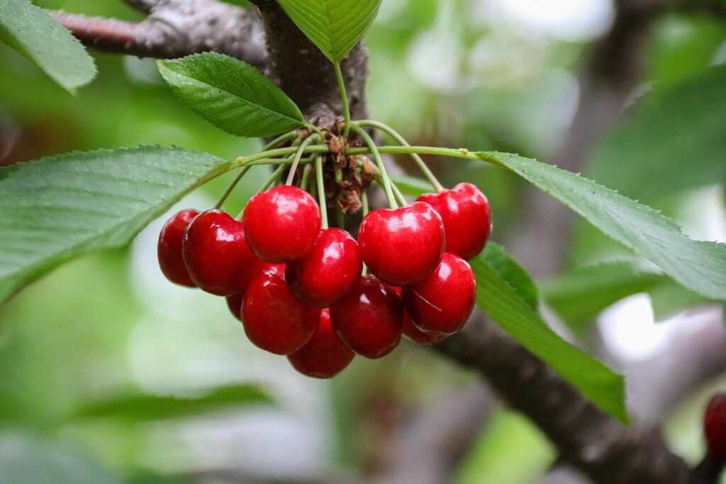 cherry, fruit, plant, nature, macro, affix