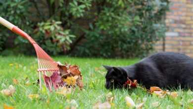 black cat, kitten, pet, garden, nature, autumn, garden work, animal, rake, cat, domestic cat, garden work, rake, rake, rake, rake, rake