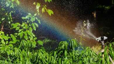 water sprinkler, rainbow, plants