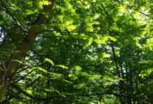 forest, woods, trees, canopy, nature