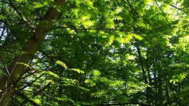 forest, woods, trees, canopy, nature