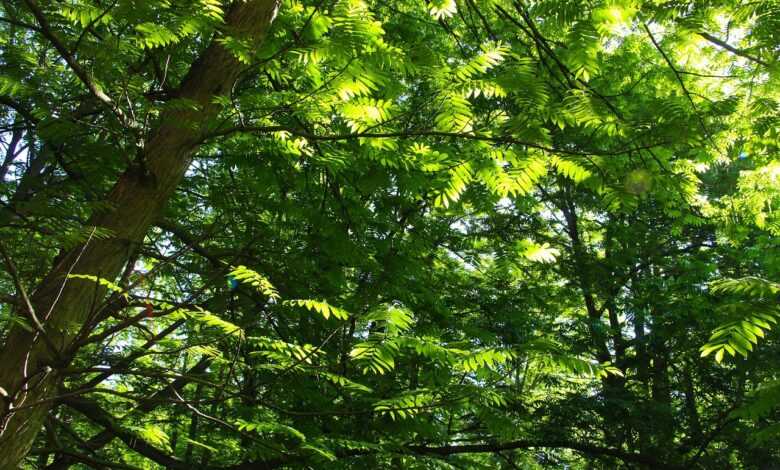 forest, woods, trees, canopy, nature
