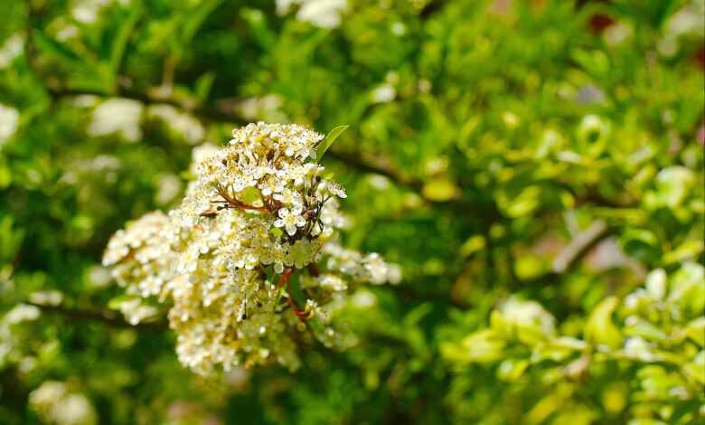 roslini, nature, botany, growth, macro, plant