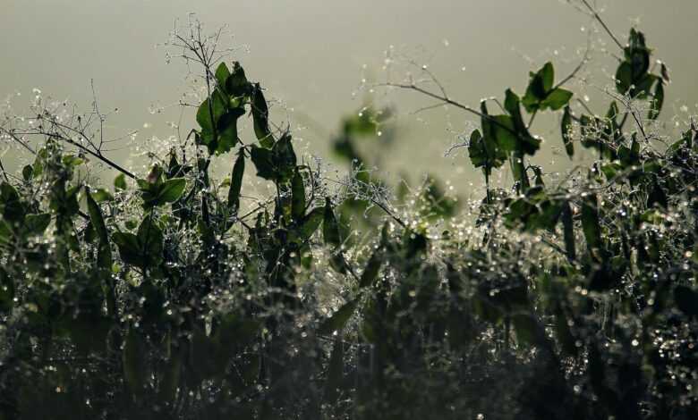 pea, drops of water, dew