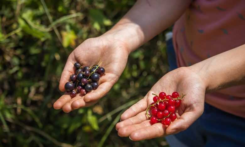 redcurrants, black currants, berries