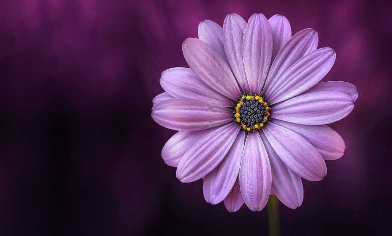 flower, 4k wallpaper 1920x1080, purple