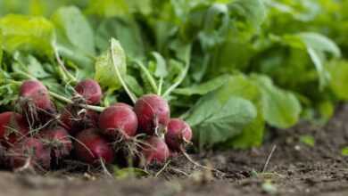 garden radish, vegetables, food