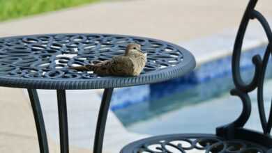 dove, bird, patio furniture, poolside, nature, avian, dove, dove, dove, dove, dove, patio furniture, poolside