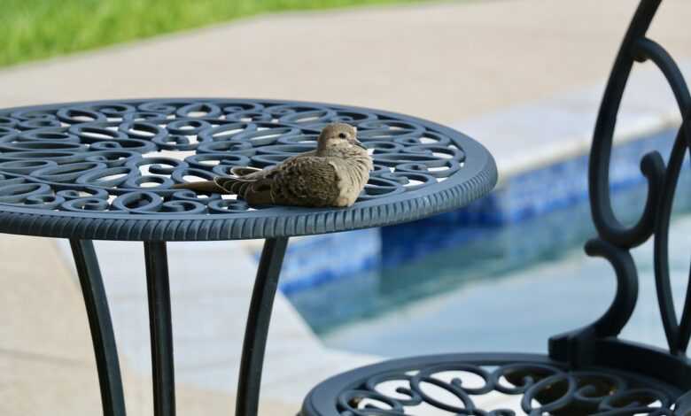 dove, bird, patio furniture, poolside, nature, avian, dove, dove, dove, dove, dove, patio furniture, poolside