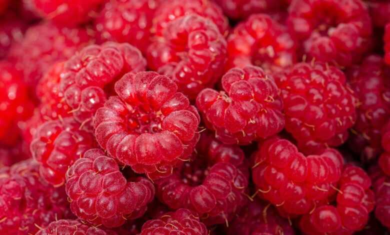 raspberries, fresh, healthy