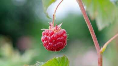 raspberry, fruit, pick