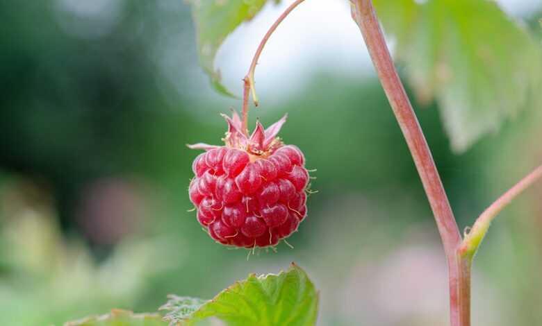 raspberry, fruit, pick