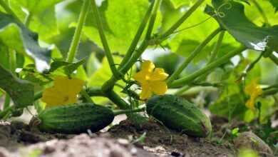 cucumbers, vegetable garden, cucumber plants, vegetables, cucumber flowers, harvest, cucumber blossoms