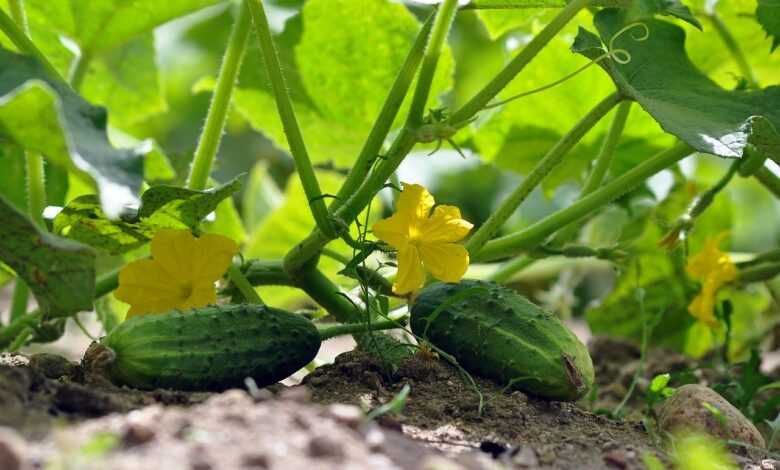 cucumbers, vegetable garden, cucumber plants, vegetables, cucumber flowers, harvest, cucumber blossoms