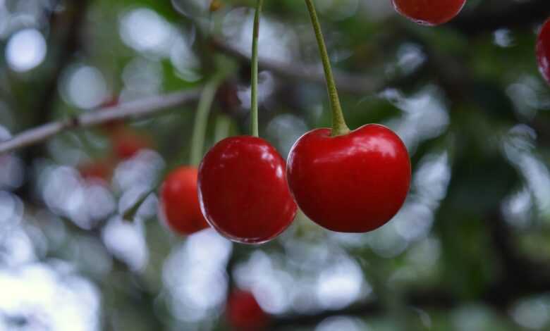 cherries, cherry tree, ripe cherries