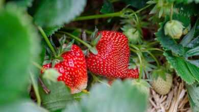 strawberries, strawberry patch, strawberry garden