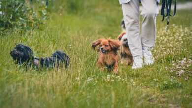 dogs, animals, outdoors, mammals, nature, out for a walk, pets, canine