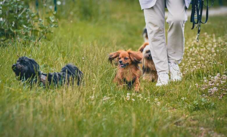 dogs, animals, outdoors, mammals, nature, out for a walk, pets, canine