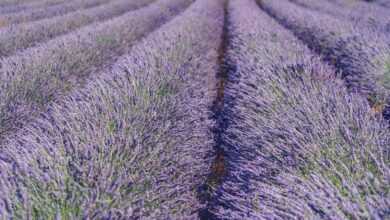 lavender, flower background, flower wallpaper, lavender field, beautiful flowers, nature, flower, purple, lavender cultivation, summer, blossoms, fragrant, provence, south france
