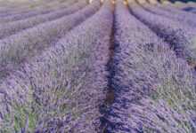 lavender, lavender field, flower, beautiful flowers, flower wallpaper, purple, lavender cultivation, summer, blossoms, flower background, nature, fragrant, provence, south france