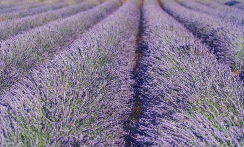 lavender, lavender field, flower, beautiful flowers, flower wallpaper, purple, lavender cultivation, summer, blossoms, flower background, nature, fragrant, provence, south france