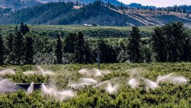 orchards, pacific northwest, agriculture