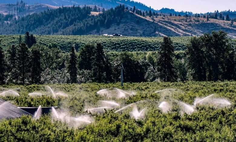 orchards, pacific northwest, agriculture