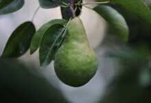 pear, fruit, food, tree, williams pear, summer, ripening, nature, pear, pear, pear, pear, pear