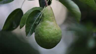 pear, fruit, food