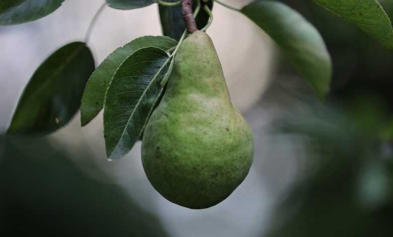 pear, fruit, food