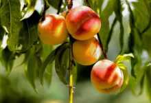 meal, food, peach