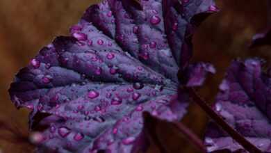 purple bells, saxifrage, rock garden plant