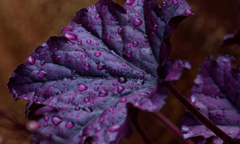 purple bells, saxifrage, rock garden plant