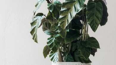 houseplant, potted plant, decor