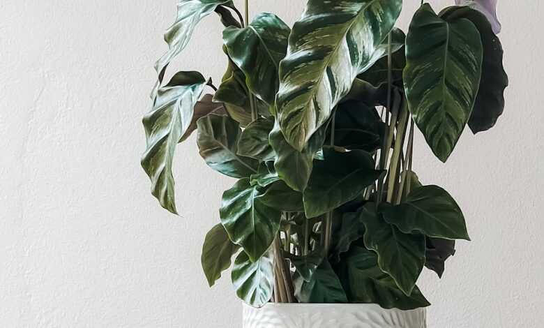 houseplant, potted plant, decor