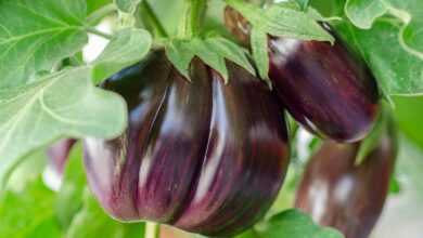 eggplant, vegetables, plant