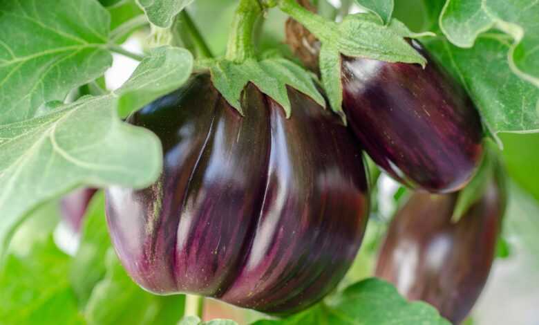 eggplant, vegetables, plant