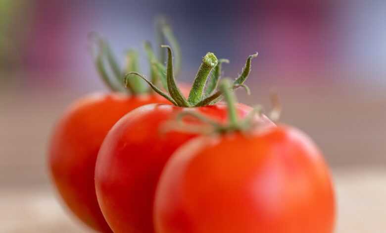 tomatoes, vegetable, food