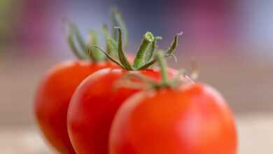 tomatoes, vegetable, food